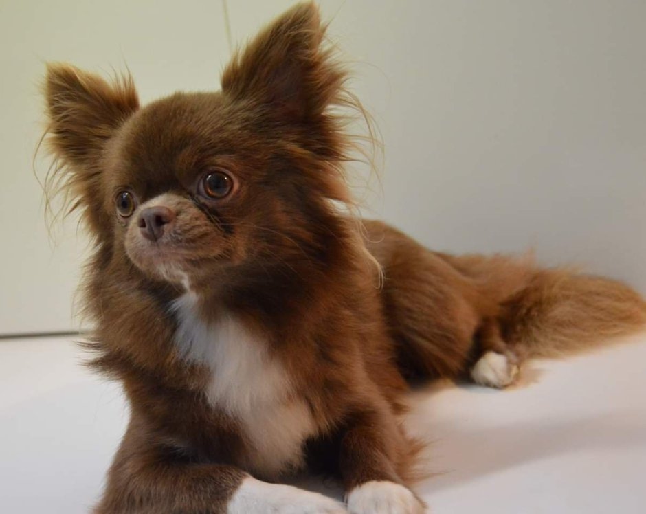 Чихуахуа длинношерстный черный