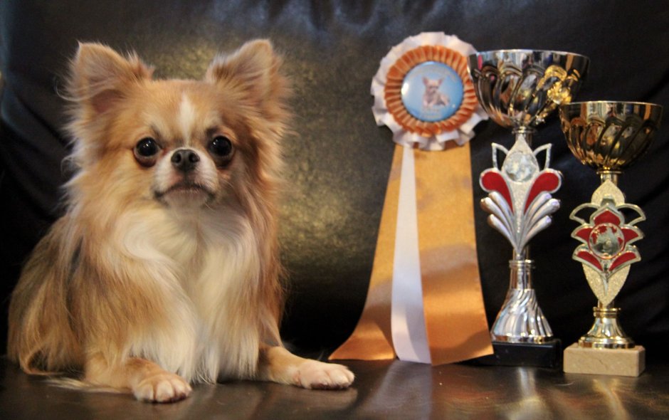 Чивава порода собак