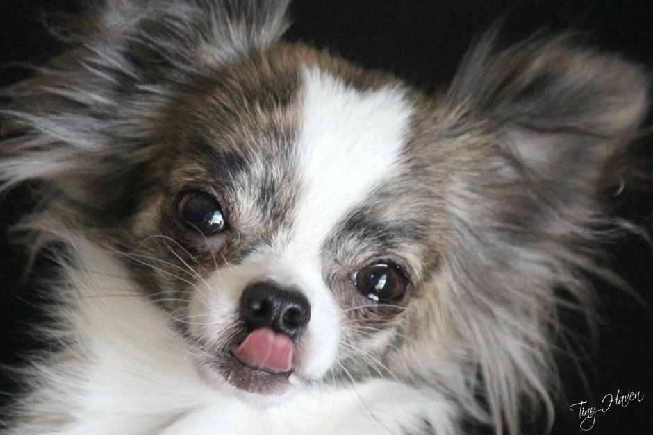 Чихуахуа длинношерстные подпалый