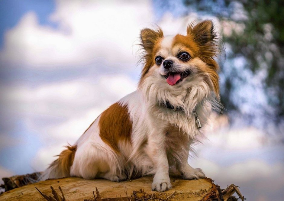 Коричнево подпалый той терьер длинношерстный