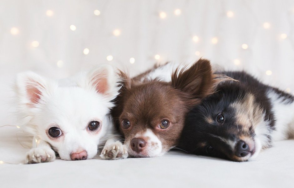 Чихуахуа стандарт длинношерстные