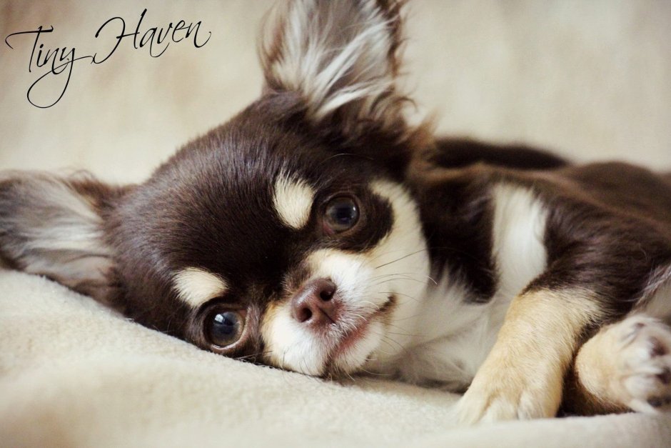 Чихуахуа Пуппи шоколадный