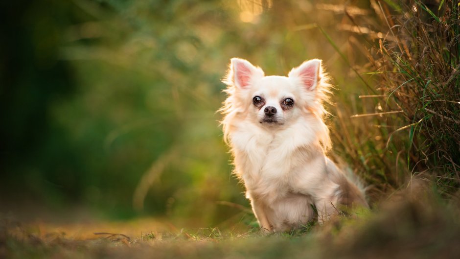 Обои на рабочий стол чихуахуа