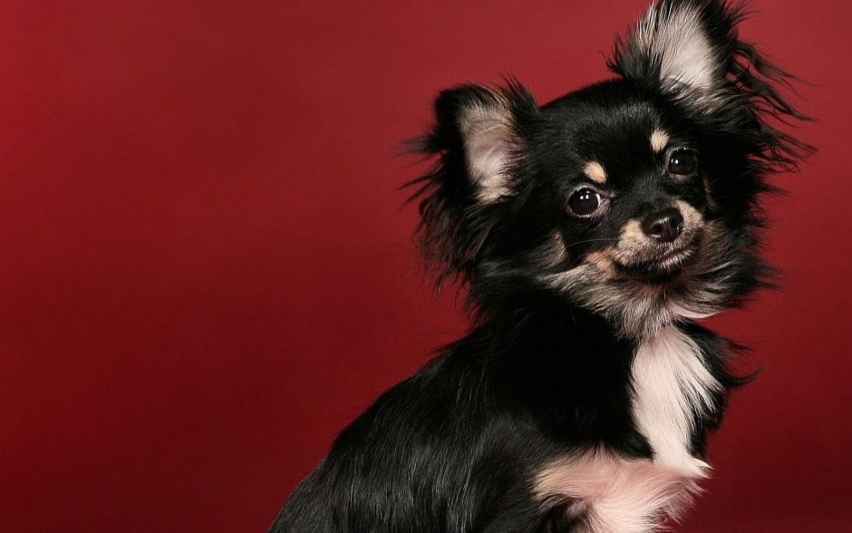 Длинношерстная как маленький щенок чихуахуа лежит на ладони человека