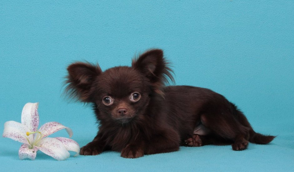 Чихуахуа длинношерстный злая