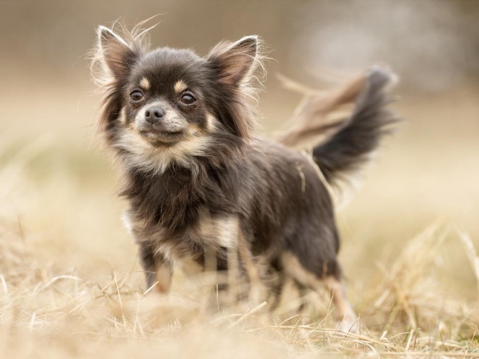 Чихуахуа длинношерстные Коби