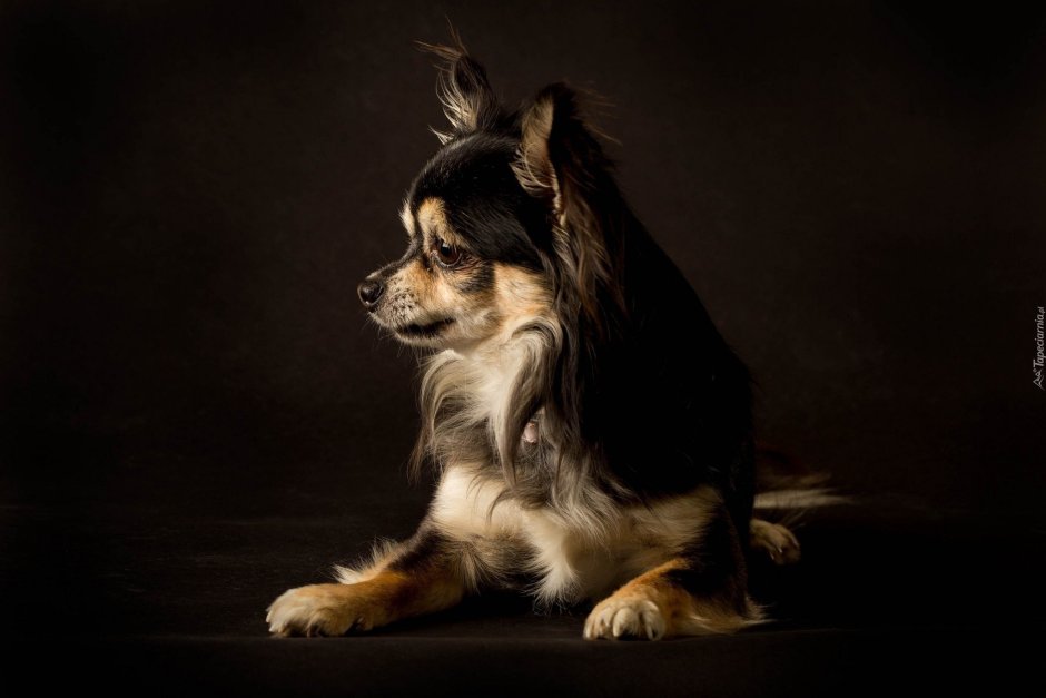 Собака чихуахуа мохнатая