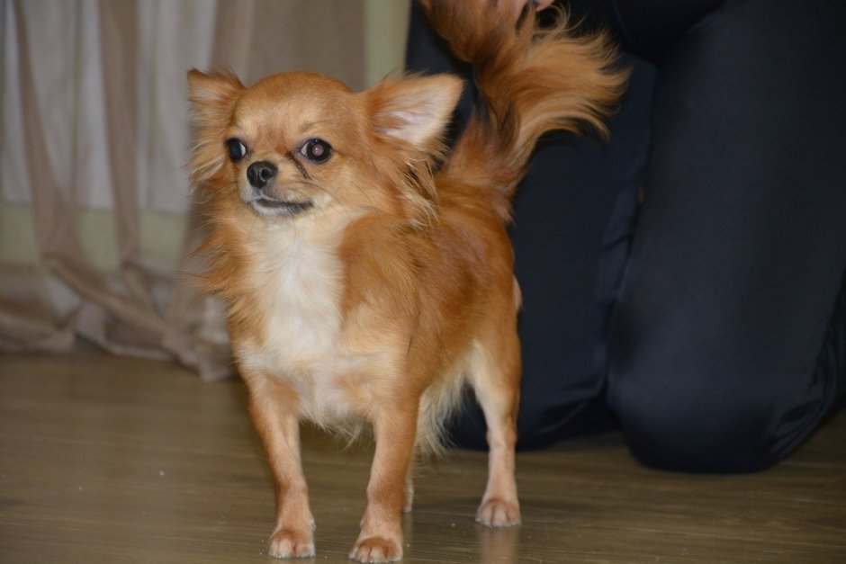 Чихуахуа длинношерстные