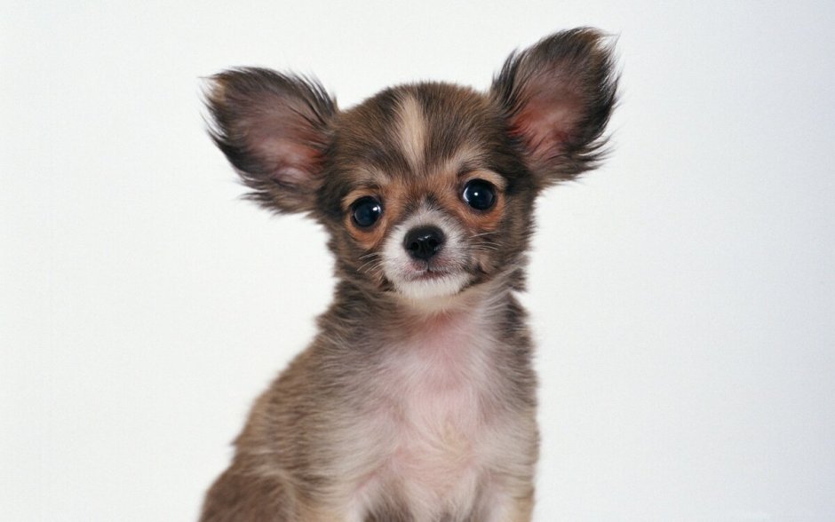 Чихуахуа и пудель