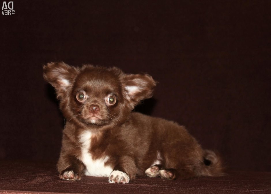 Чихуахуа длинношерстные подпалый