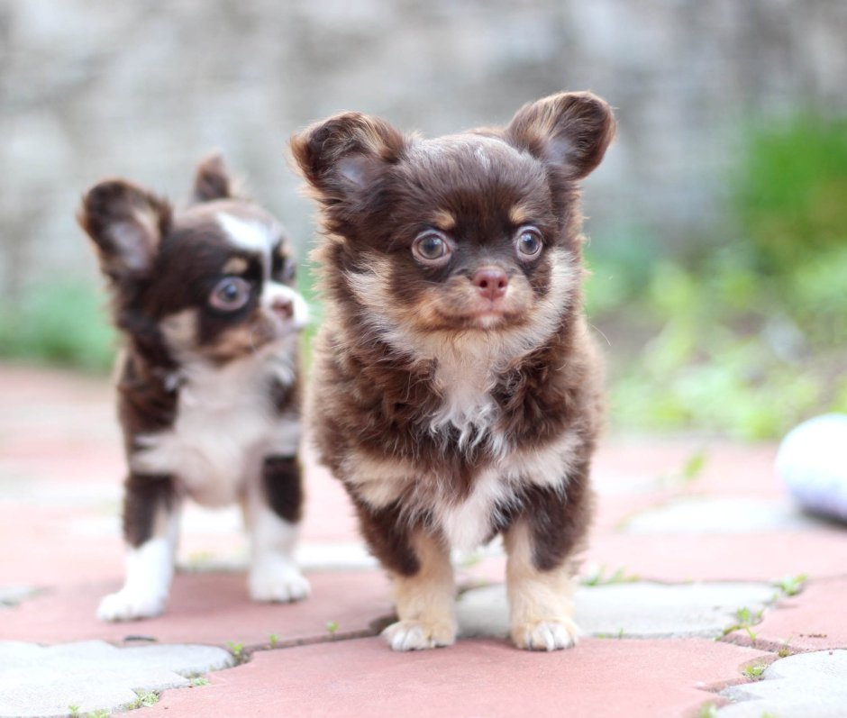 Чихуахуа собачка длинношерстная