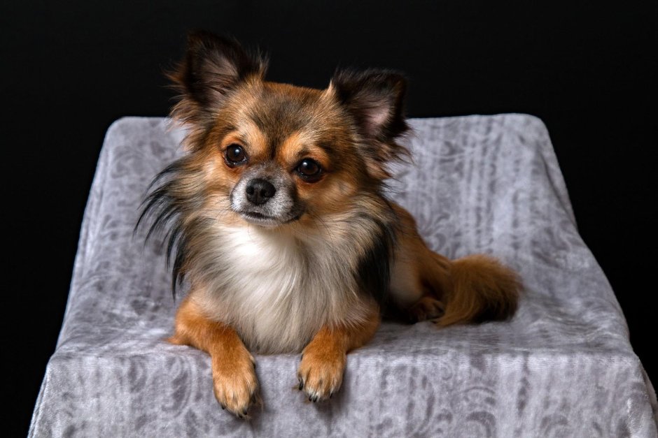 Чихуахуа коричневый длинношерстный