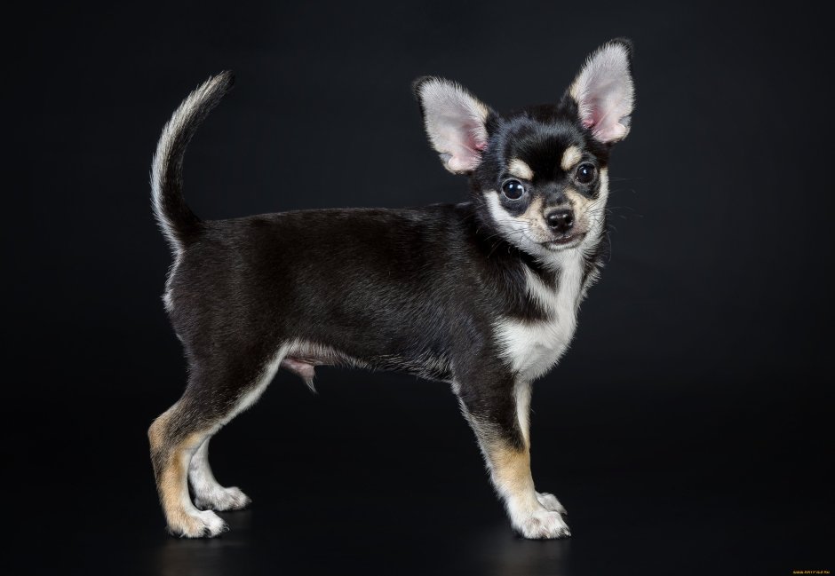 Собака на черном фоне