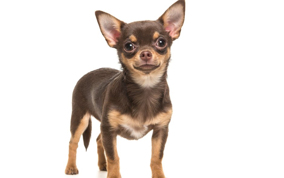 Мексиканский чихуахуа длинношерстный