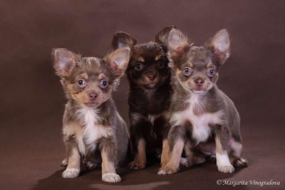 Чуя чихуахуа