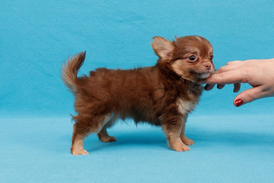 Чихуахуа длинношерстный шоколад