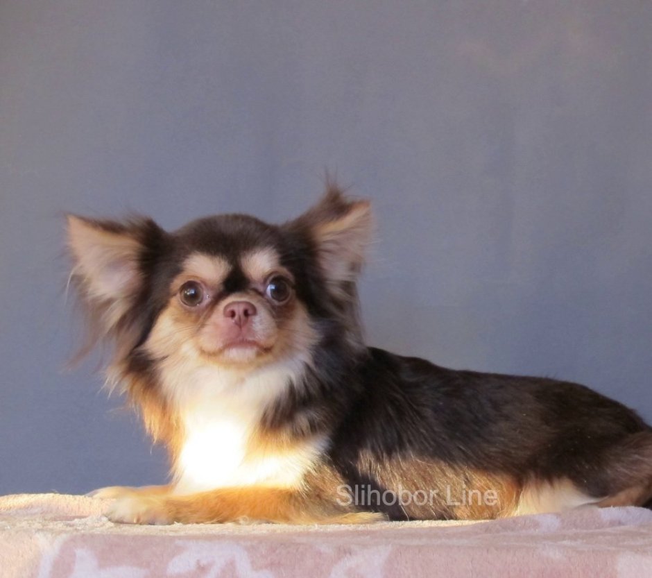 Чихуахуа собачка длинношерстная