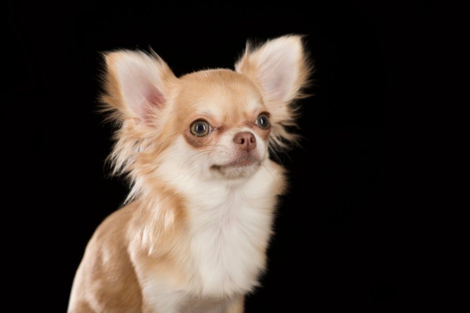 Чау Хуа длинношерстная