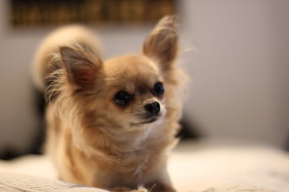 Чихуахуа длинношерстные рыжие