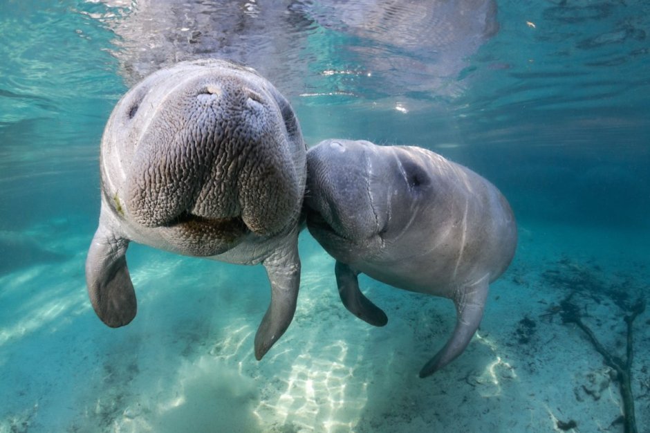 Морская корова Стеллера