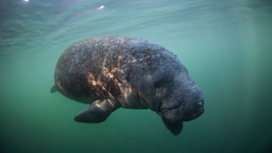 Ламантин и Дюгонь