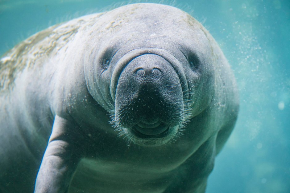 Морская корова Стеллера