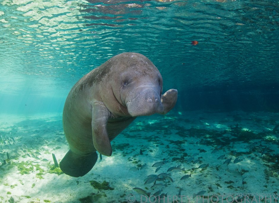 Морская корова Стеллера