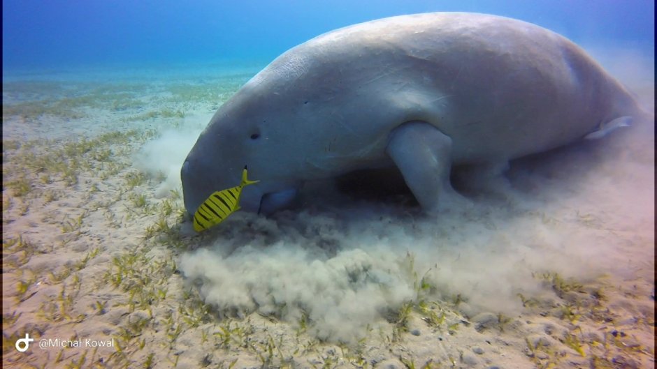 Дюгонь мертвый