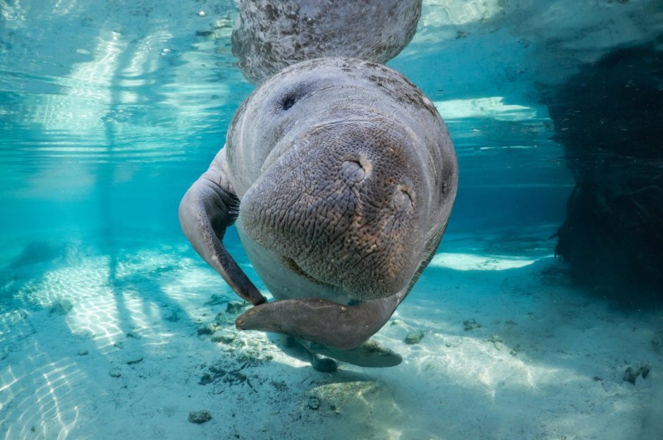 Ламантин морская корова