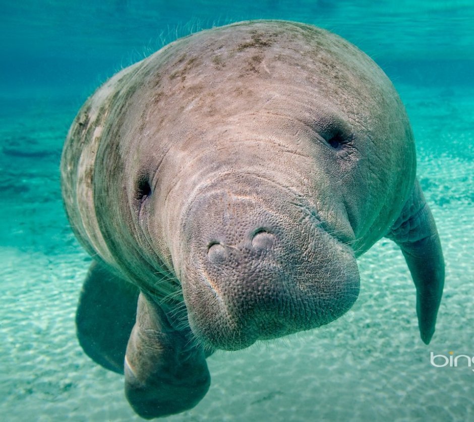 Кристал Ривер Флорида Ламантины