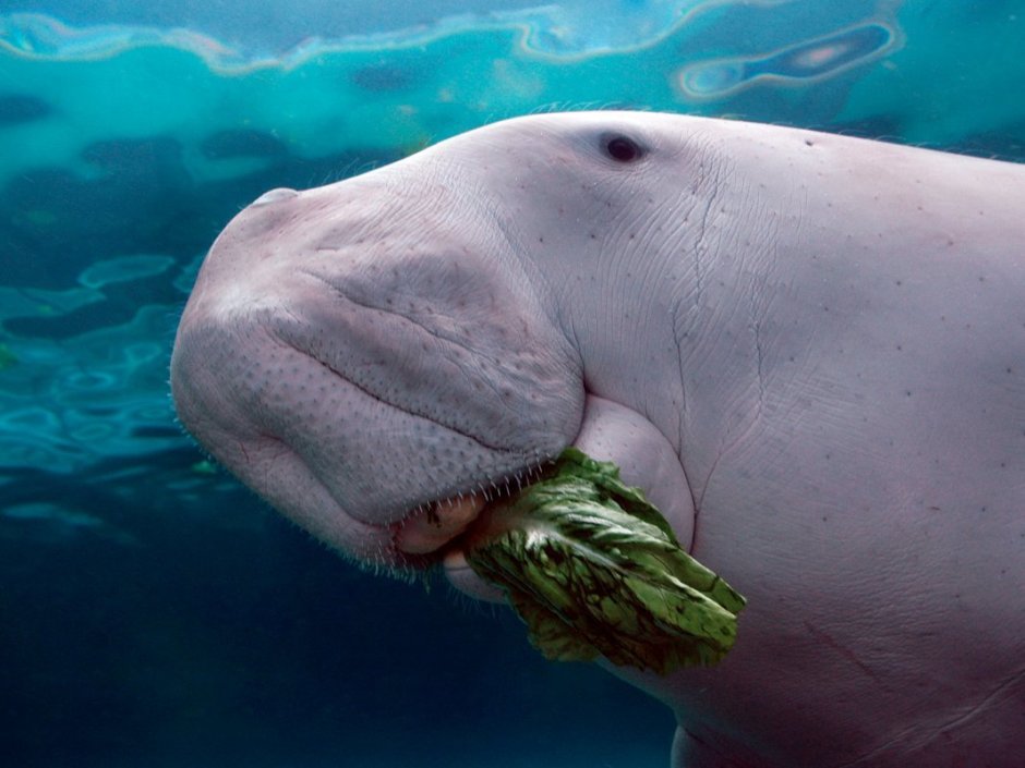 Дюгонь Ламантин морская корова