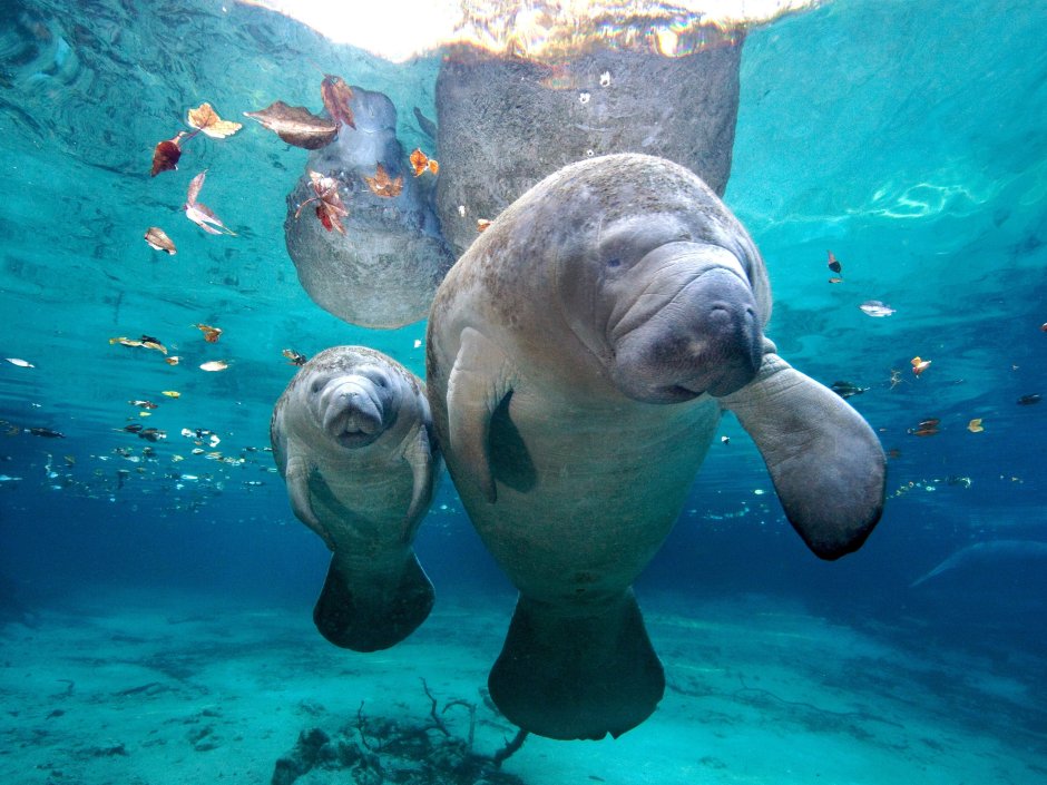 Дюгонь и Стеллерова корова