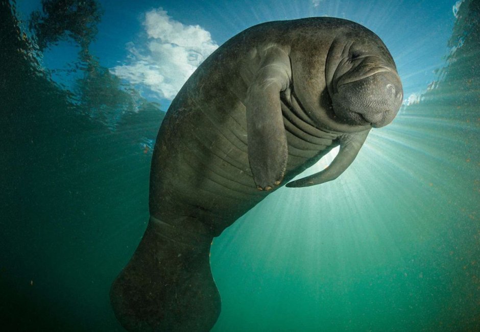 Карликовый Ламантин