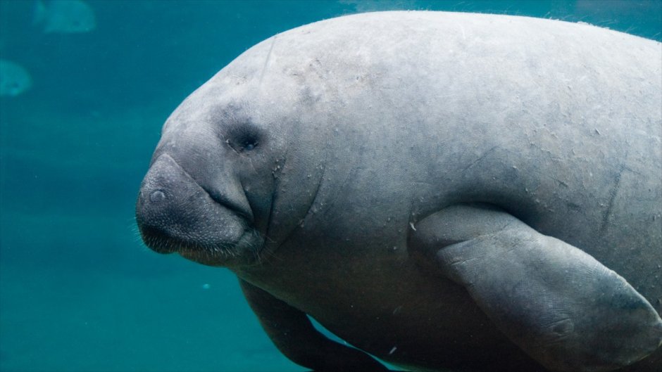 Морская корова Стеллерова фото