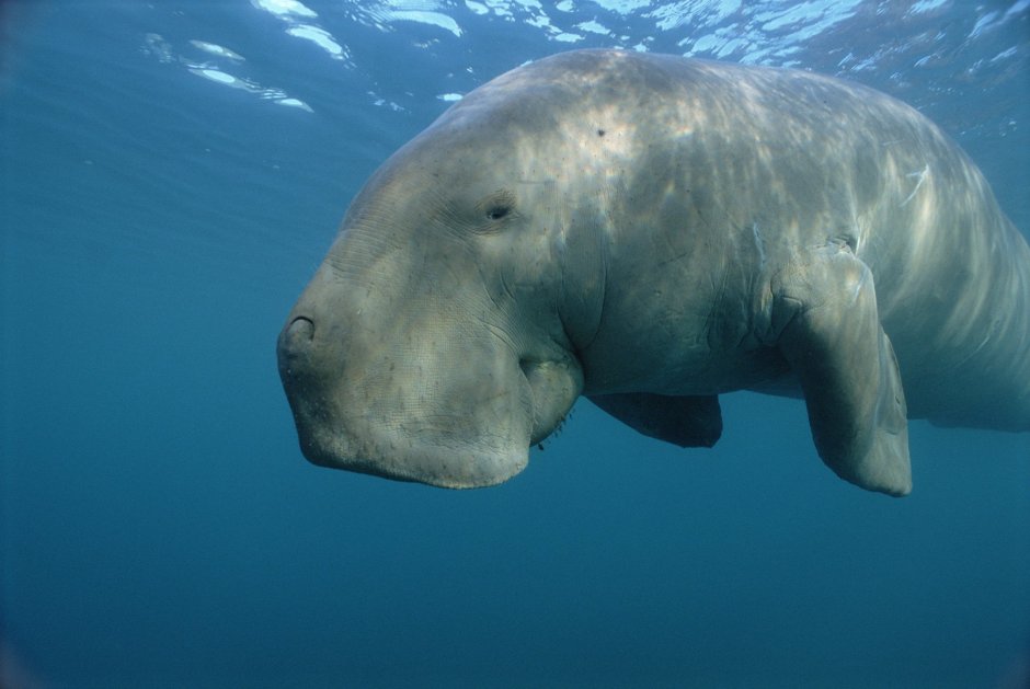 Manatee VRV