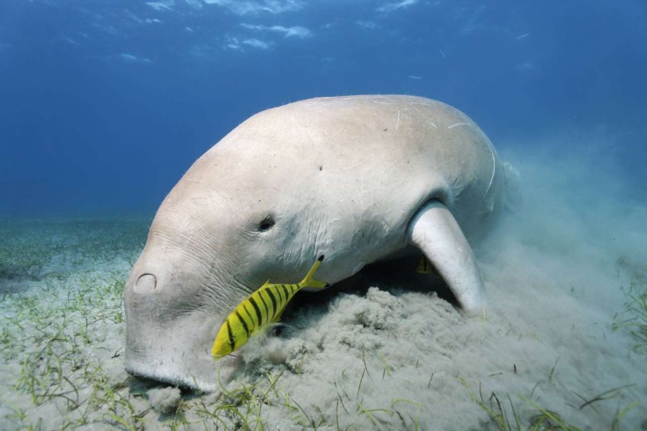 Марса-Алам Египет Дюгонь