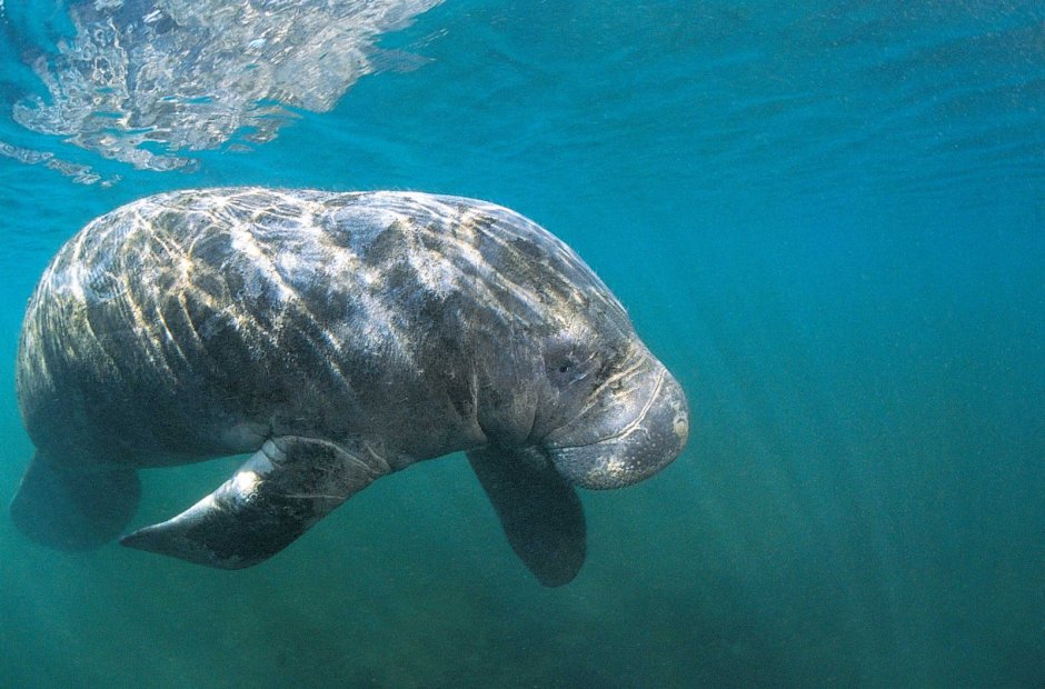 Ламантины, морской мир Орландо