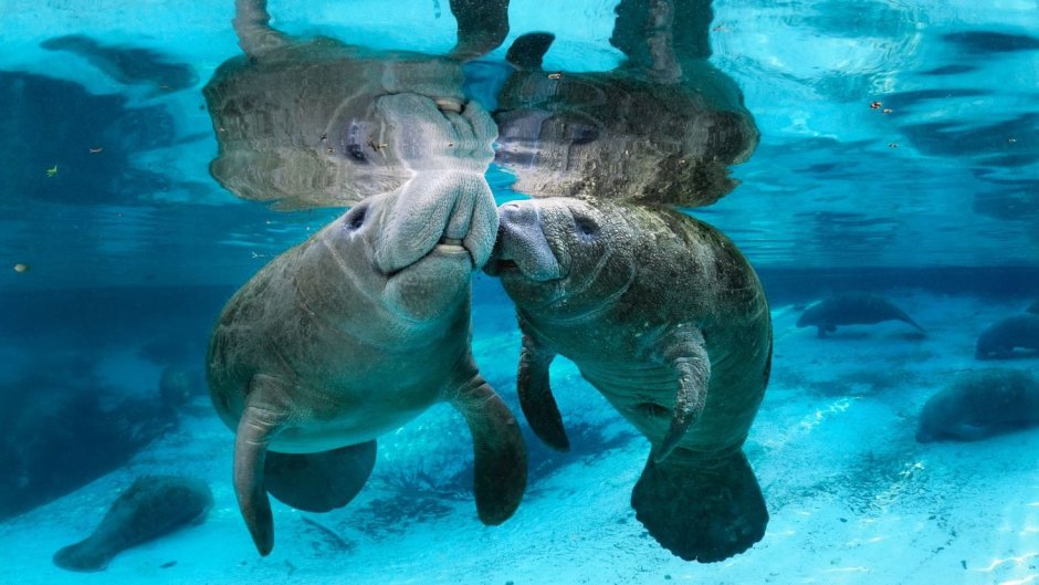 Африканский Ламантин