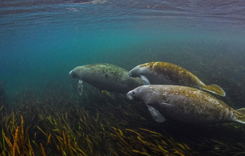 Ламантин морская корова