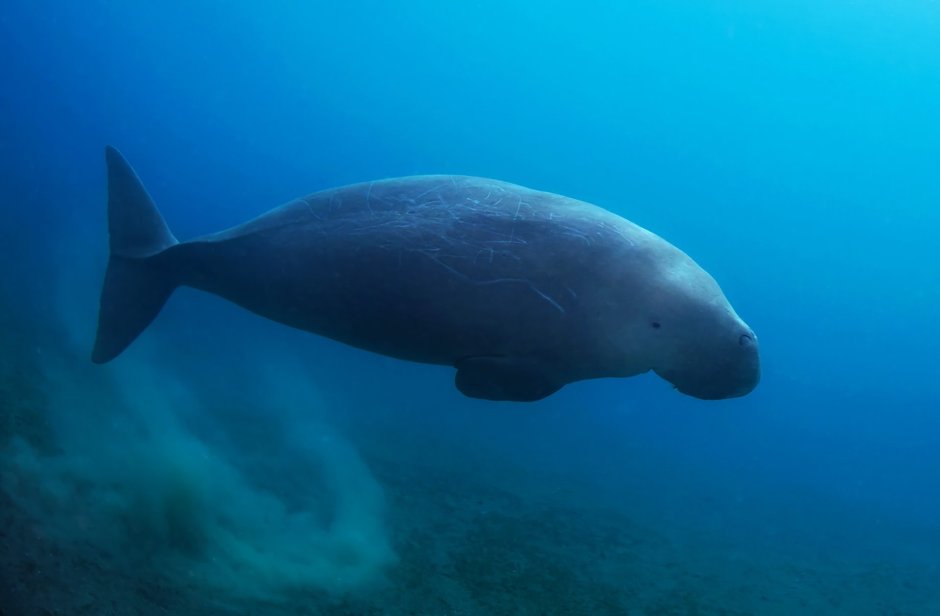 Ламантины ареал обитания