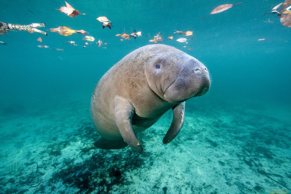 Доминикана Ламантины