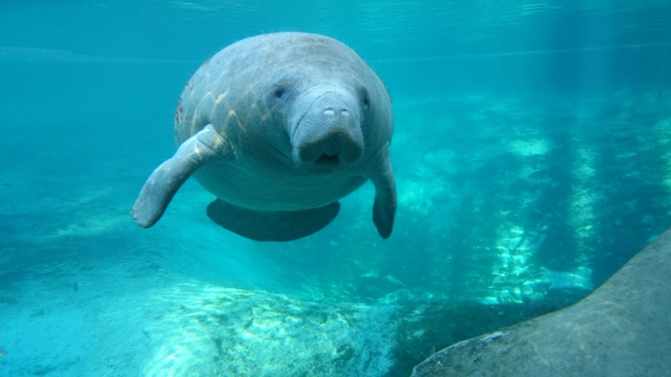 Карликовый Ламантин