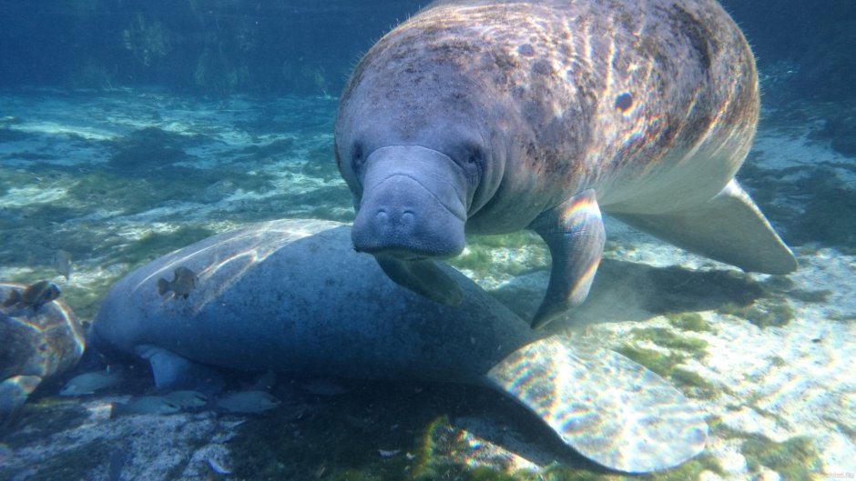 Seven Worlds one Planet Ламантины