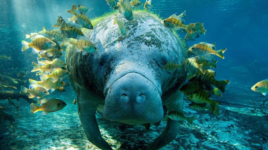 Робин Ламантин