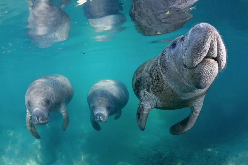 Ламантины лежбище