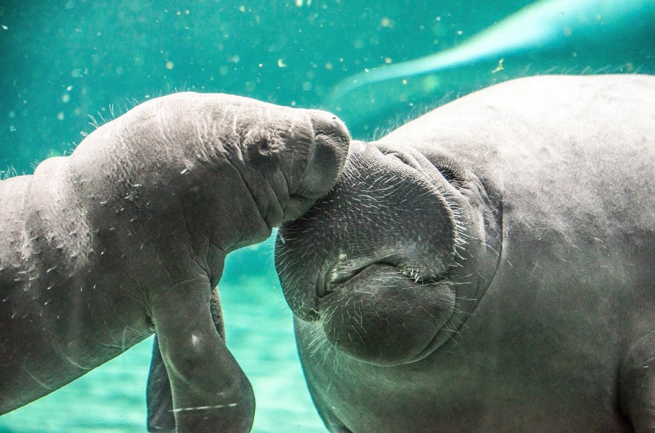 Морские животные Ламантины