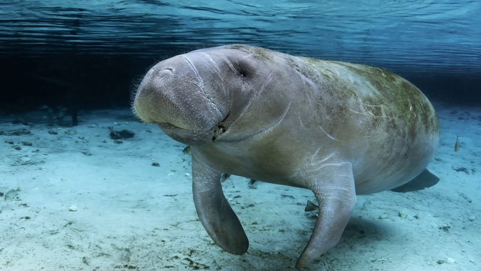 Дюгонь морская корова