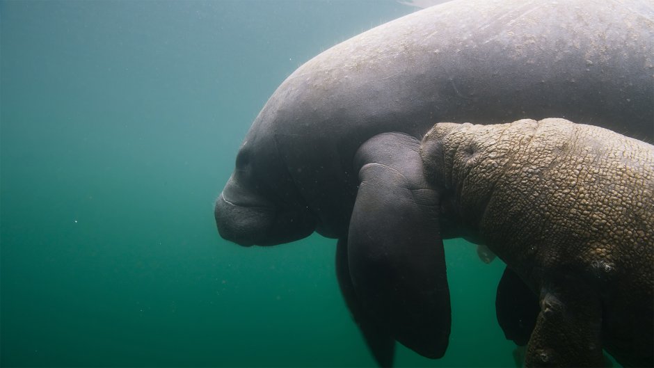 Амазонский Ламантин