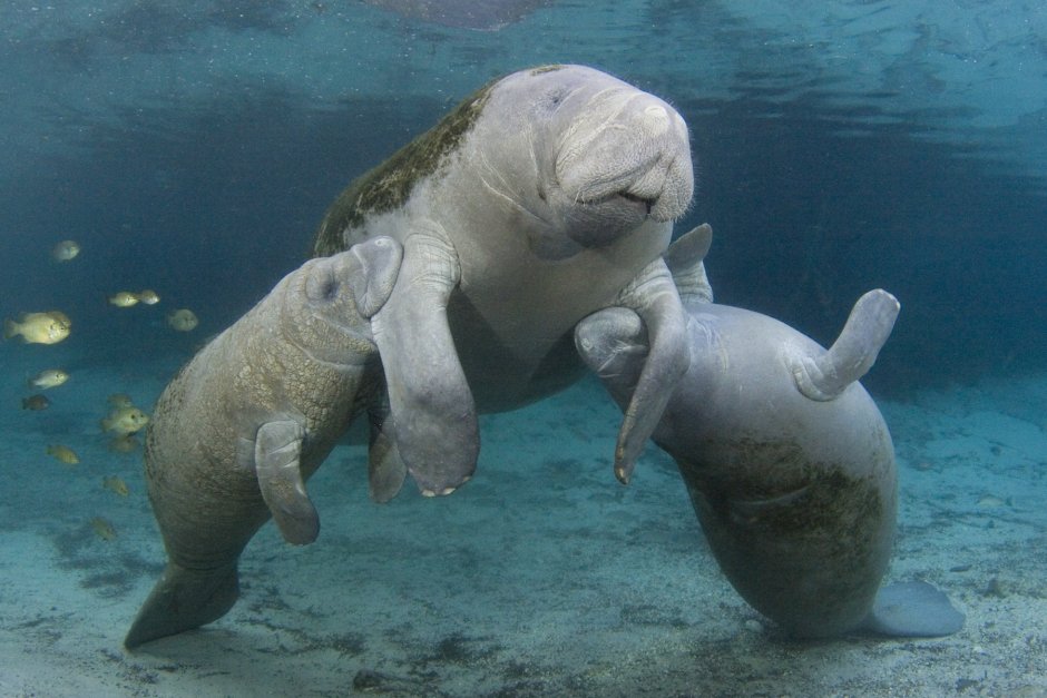 Дюгонь морская корова