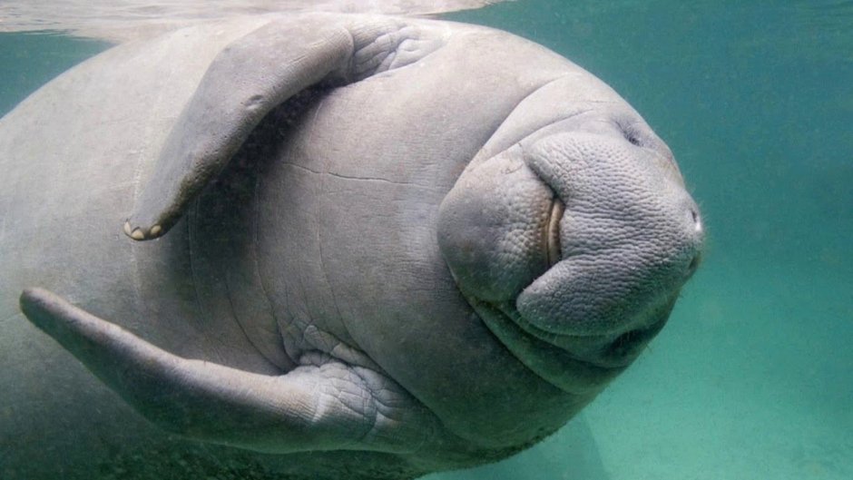 Ламантины во Флориде